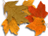 Captcha image 1600